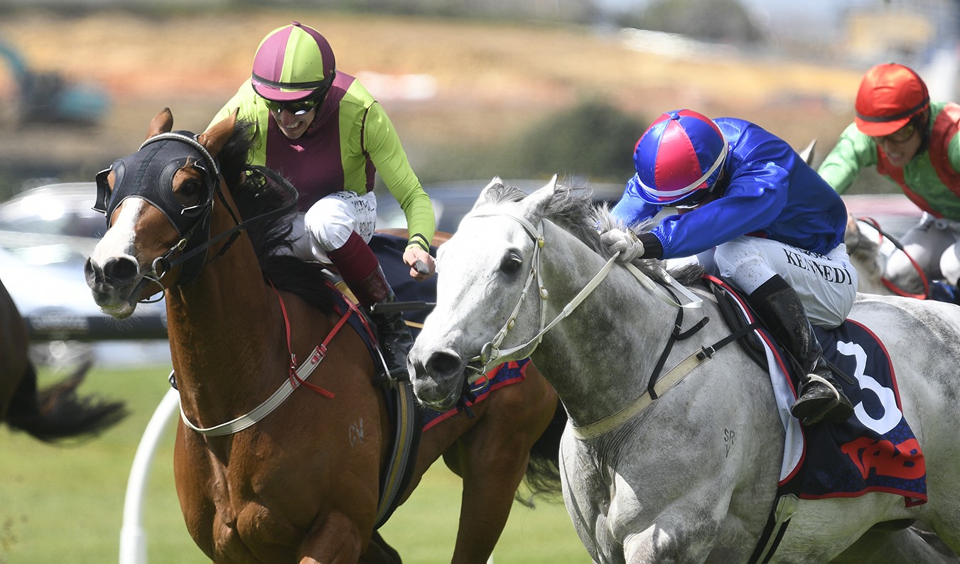 Racing News | Nest Egg on target for New Zealand Cup