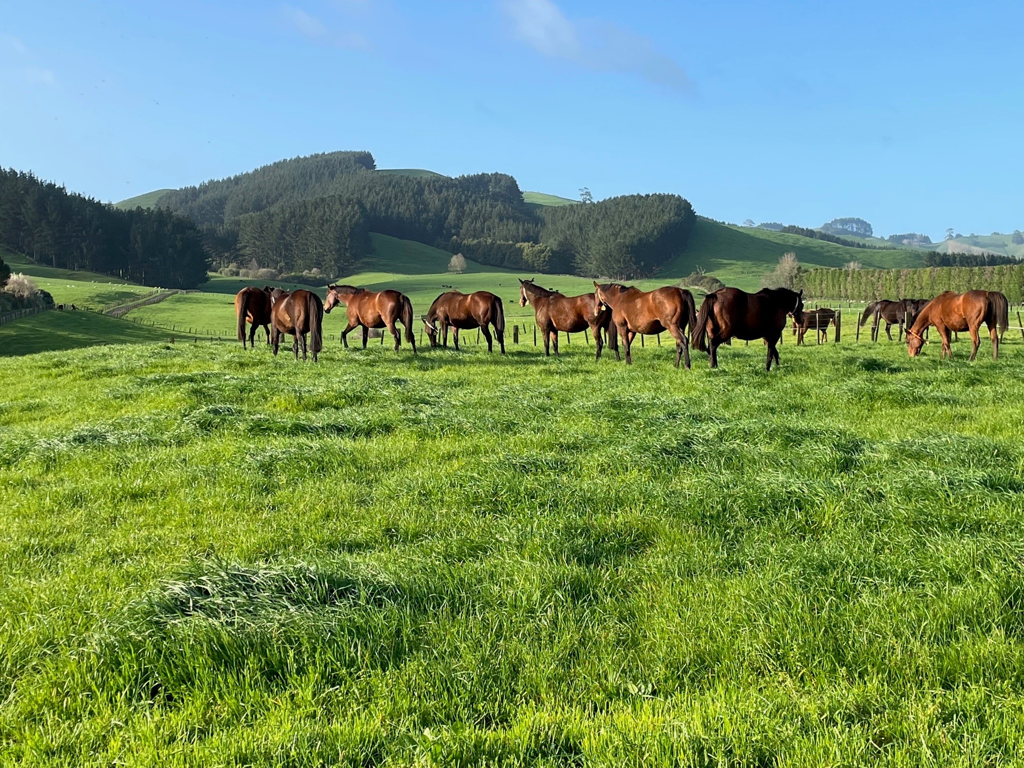 Media Alert | Auckland Thoroughbred Racing announces new partnership with Windsor Park Stud